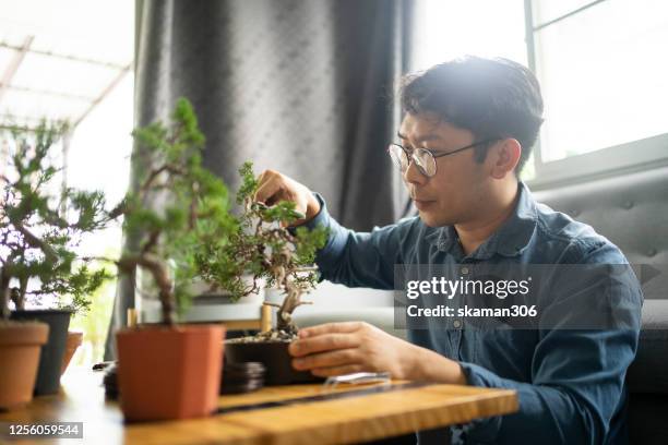 young asian craftman pruning  bonsai tree and feeling enjoy hobby at home and stay home for covid-19 (coronavirus)outbreak - banzai stock pictures, royalty-free photos & images