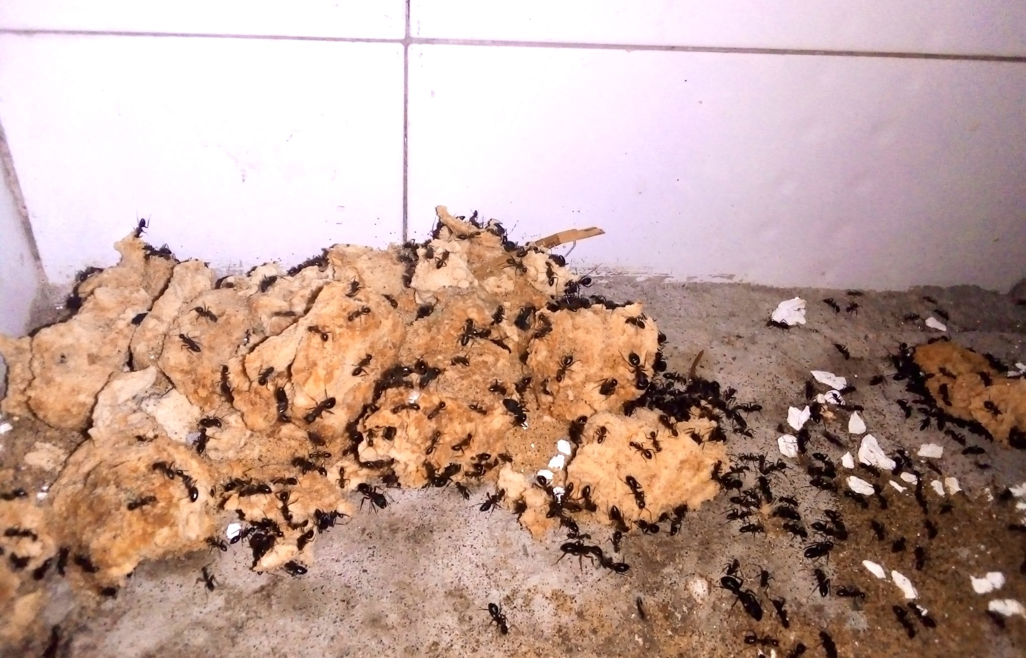 formigas casa