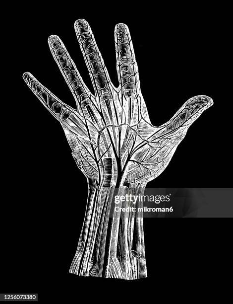 221 Motor Neuron Diagram Stock Photos, High-Res Pictures, and Images ...