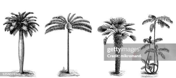 old engraved illustration of palm trees - palmiers stockfoto's en -beelden