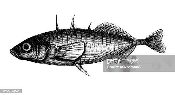 old engraved illustration of ichthyology, the three-spined stickleback fish - stickleback fish stock pictures, royalty-free photos & images