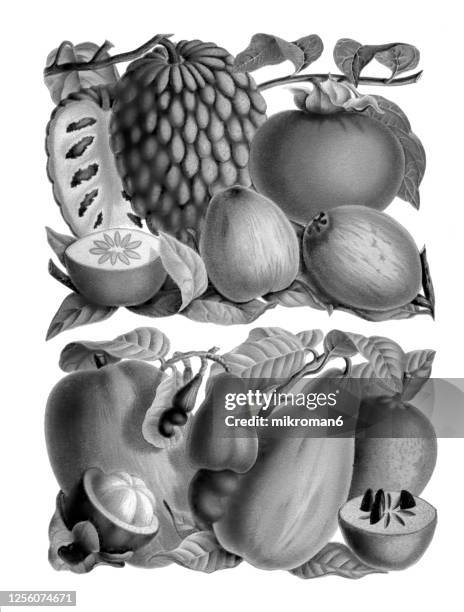 old engraved illustration of a tropical fruits - cashew illustration stock pictures, royalty-free photos & images
