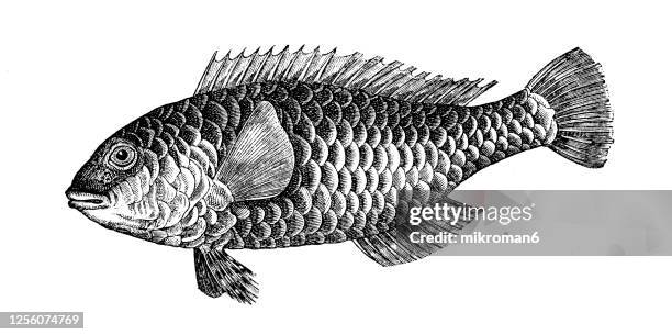 old engraved illustration of ichthyology, the parrotfish (scarus cretensis) - ブダイ ストックフォトと画像