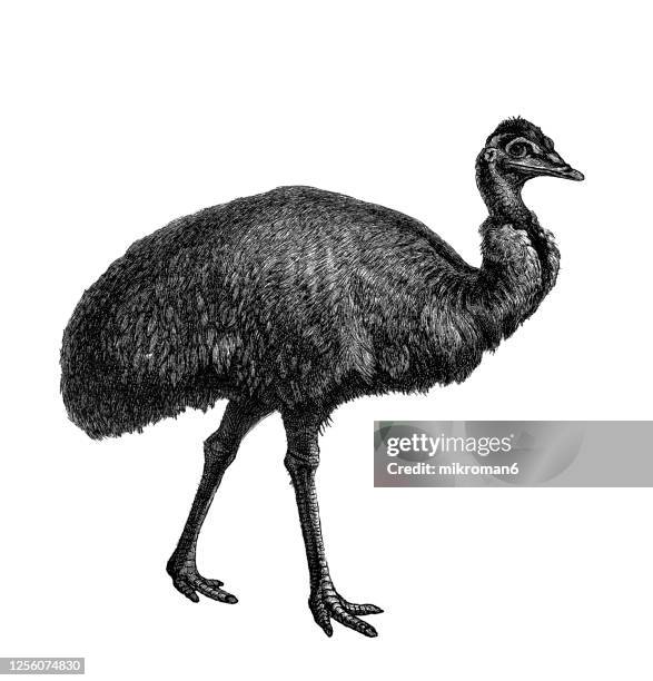 old engraved illustration of the emu flightless bird,  ornithology - émeu photos et images de collection