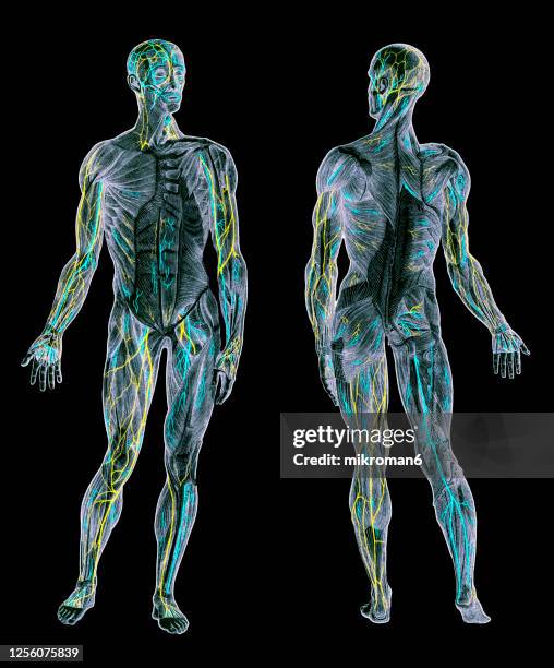 old engraved illustration of the outermost stratum of the human muscles - menselijke slagader stockfoto's en -beelden