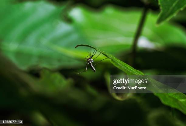 Aedes sp. Mosquitoes are active during the daytime, show aggressive human-biting behavior, and prefer to live near people and animals to bite....