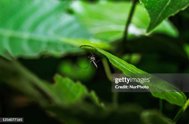 Aedes sp. Mosquitoes are active during the daytime, show aggressive human-biting behavior, and prefer to live near people and animals to bite....