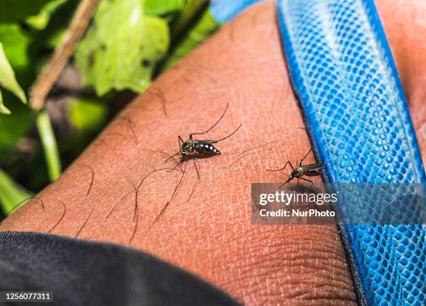 Aedes sp. Mosquitoes are active during the daytime, show aggressive human-biting behavior, and prefer to live near people and animals to bite....