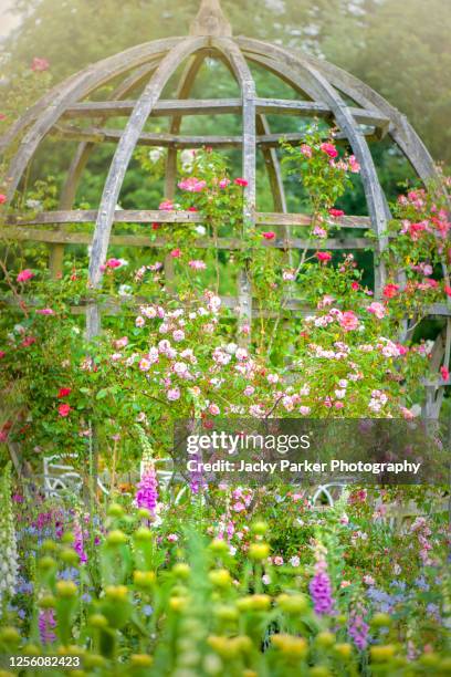 beautiful english summer garden with wooden pergola with climbing roses and foxgloves - pergola bois photos et images de collection