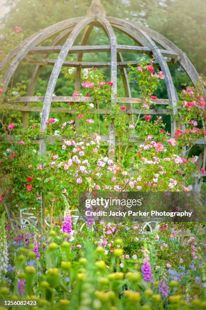 beautiful english summer garden with wooden pergola with climbing roses and foxgloves - roses in garden stockfoto's en -beelden