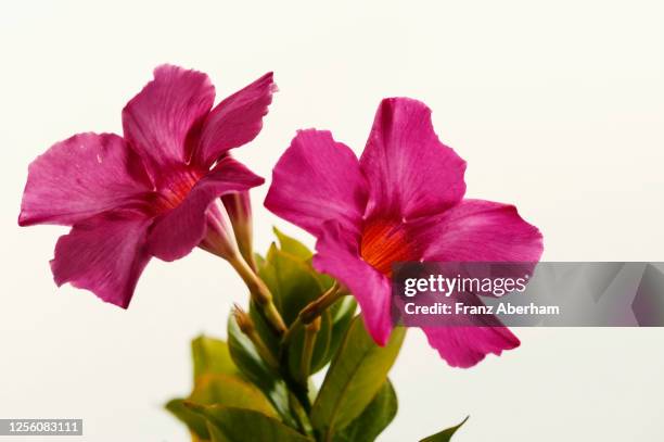 mandevilla sanderi: also known as rocktrumpet - pink allamanda bildbanksfoton och bilder