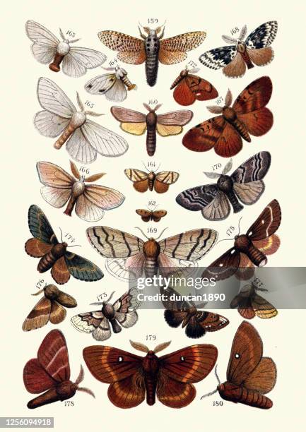 ilustrações, clipart, desenhos animados e ícones de lepidopterologia, insetos, mariposas, leopardo, reed, tussock, cigano, eggar, raposa, dezembro - moth