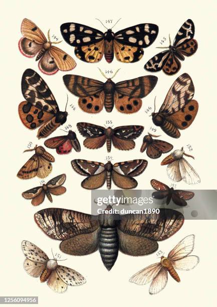 lepidopterology, insects, moths, tigar moth, goat, swift, ermine, muslin - hawk moth stock illustrations