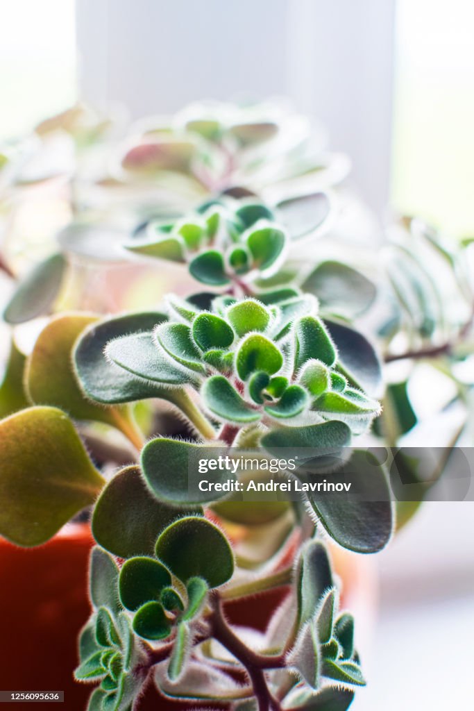 Houseplant Crassula ovata - jade plant, money tree on the window.