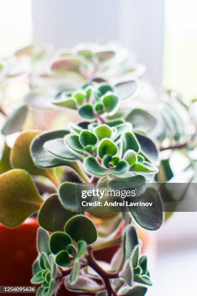 houseplant crassula ovata - jade plant, money tree on the window. - verde jade imagens e fotografias de stock