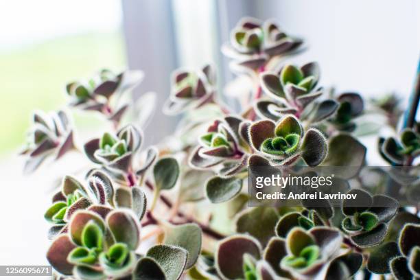 houseplant crassula ovata - jade plant, money tree on the window. - crassula stock pictures, royalty-free photos & images