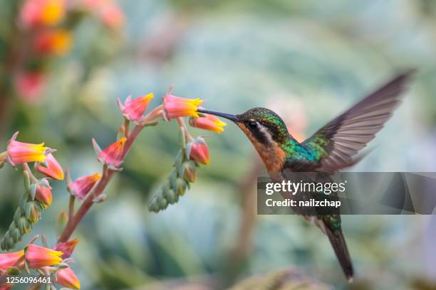 purple-throated mountain-gem hummingbird in costa rica - hummingbird stock pictures, royalty-free photos & images