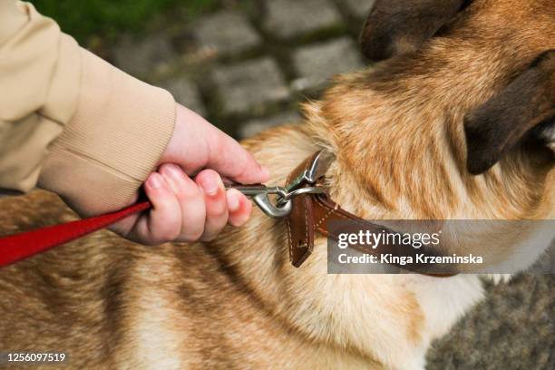 dog on the leash - 犬の綱 ストックフォトと画像