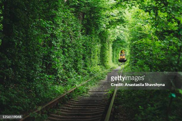 scenic view of the train in the beautiful natural green railway tunnel during summer sunrise - train ukraine stock pictures, royalty-free photos & images