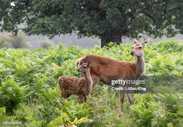 red deer hind and her fawn - doe fawn stock pictures, royalty-free photos & images