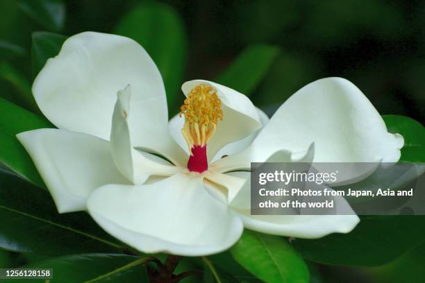 magnolia grandiflora / southern magnolia flower - magnolio fotografías e imágenes de stock