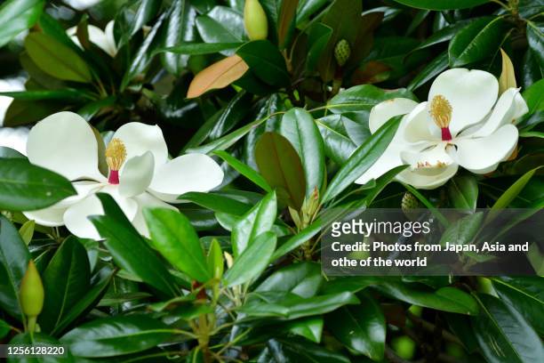 magnolia grandiflora / southern magnolia flower - magnolio fotografías e imágenes de stock