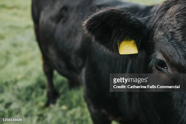 livestock tag on a black cow - recinto per bestiame foto e immagini stock