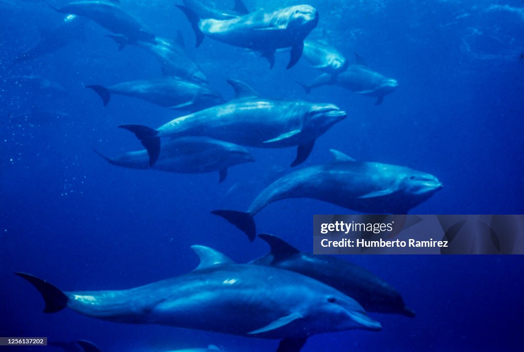Bottle-nosed dolphins.