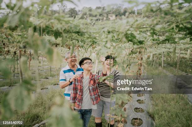 an asian chinese senior active couple and their grandson looking and plucking their bitter gourd hanging at the tree harvest and ripe ready to eat