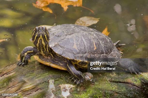 eastern painted turtle - eastern painted turtle stock pictures, royalty-free photos & images