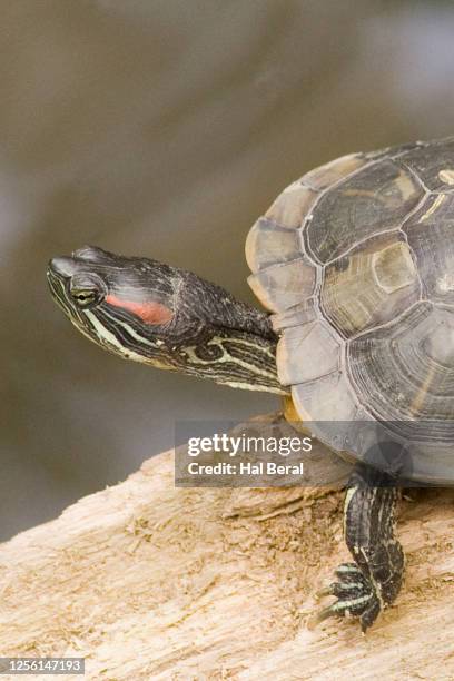 eastern painted turtle close-up - eastern painted turtle stock pictures, royalty-free photos & images