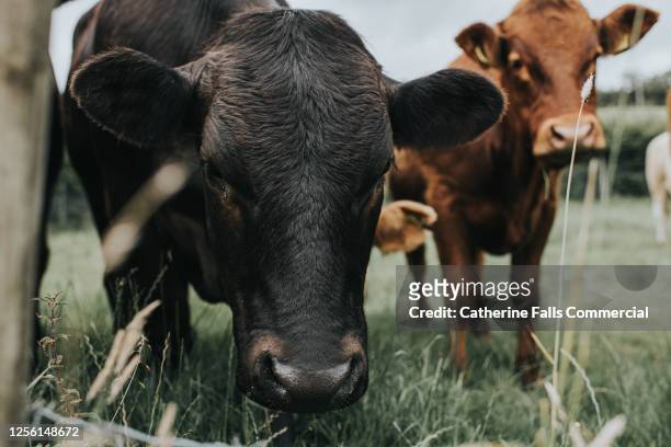 different coloured cattle from a low viewpoint - champs et lait photos et images de collection