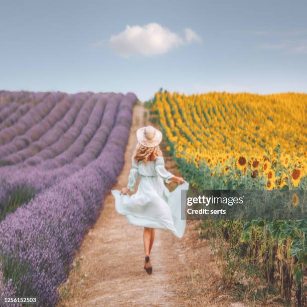 junge frau genießt sonnenblumen- und lavendelfeld in der provence, frankreich - lavendelfarbig stock-fotos und bilder