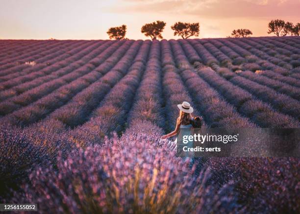 jonge vrouw die van lavendelgebied in provence, frankrijk geniet - lavender field france stockfoto's en -beelden