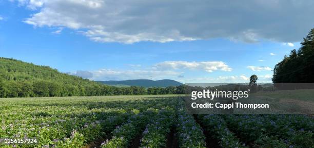 potato field in rumford, maine with purple blossoms - american potato farm stockfoto's en -beelden