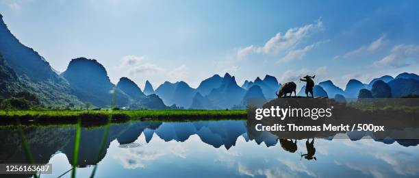 farmer and buffalo (bison bison) by lake, guilin, china - guilin stock pictures, royalty-free photos & images