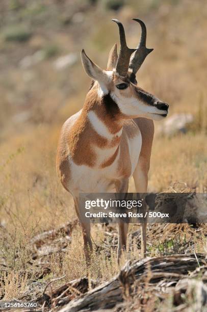 pronghorn (antilocapra americana) - pronghorn stock pictures, royalty-free photos & images