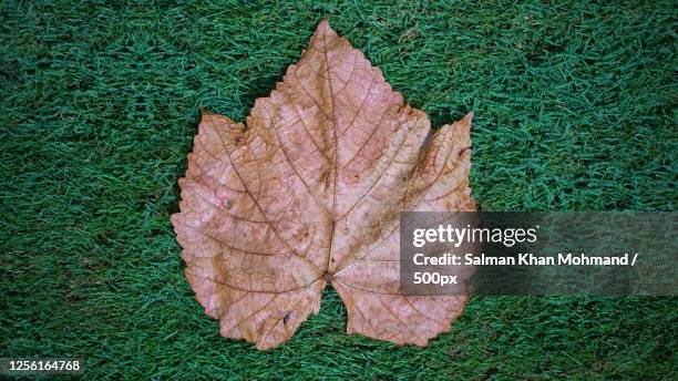 flat lay of brown leaf on grass - maple leaf stock pictures, royalty-free photos & images