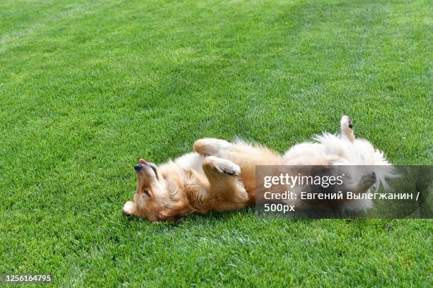 brown dog playing and relaxing in grass - supino foto e immagini stock