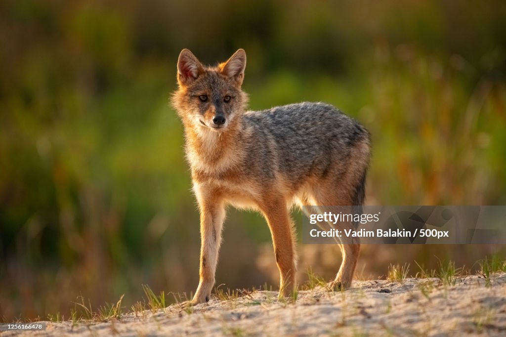 Portrait of Golden Jackal (Canis aureus), Vylkove, Ukraine