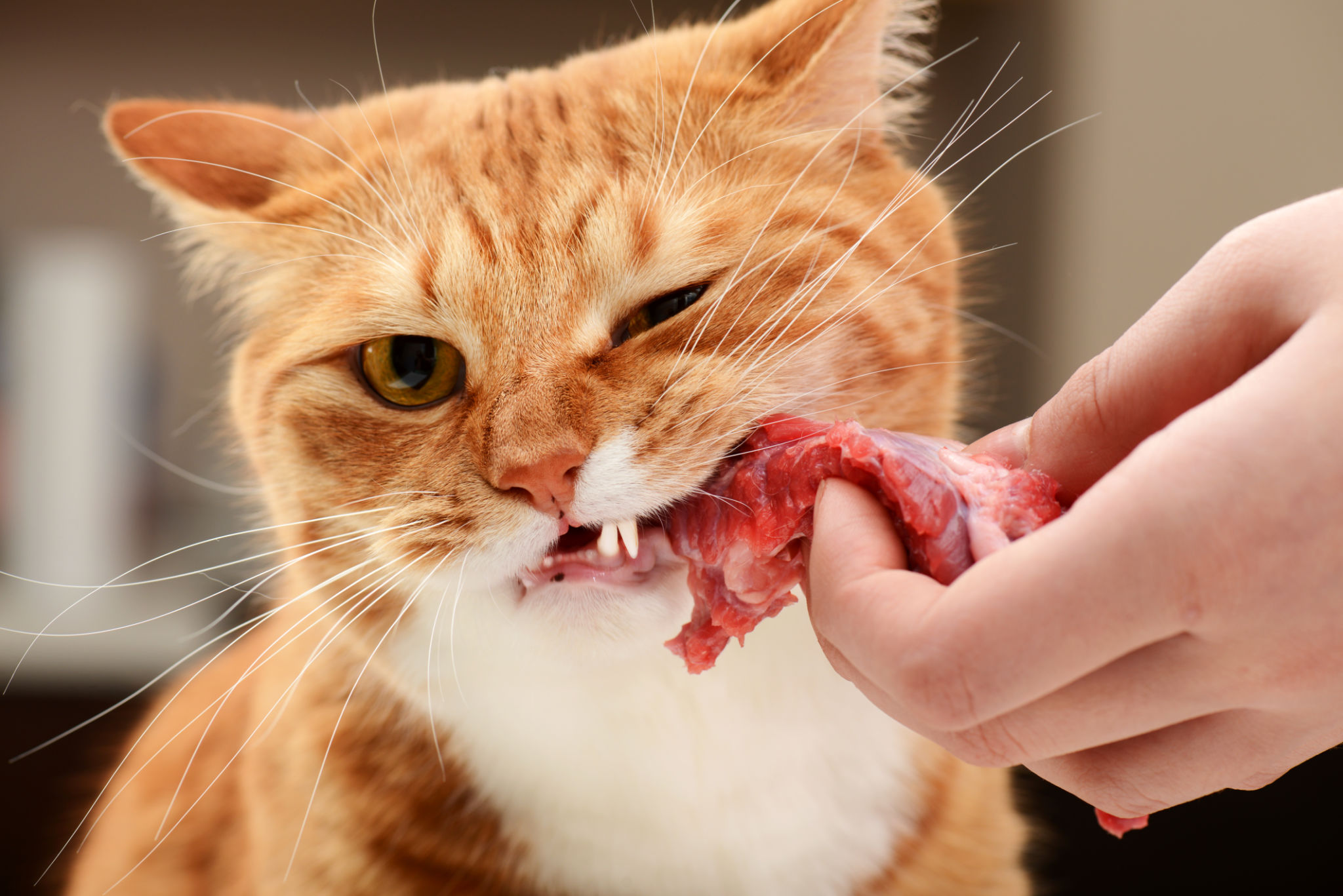 beautiful red cat of breed british shorthair with meat beautiful red cat of breed british shorthair with meat