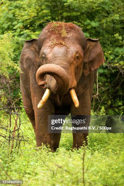 elephant with dirt on head looking at camera, masinagudi, tamil nadu, india - asiatischer elefant stock-fotos und bilder