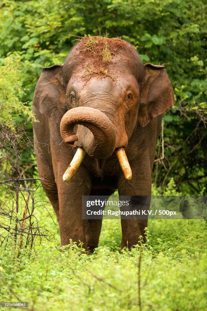 Elephant with dirt on head looking at camera, Masinagudi, Tamil Nadu, India
