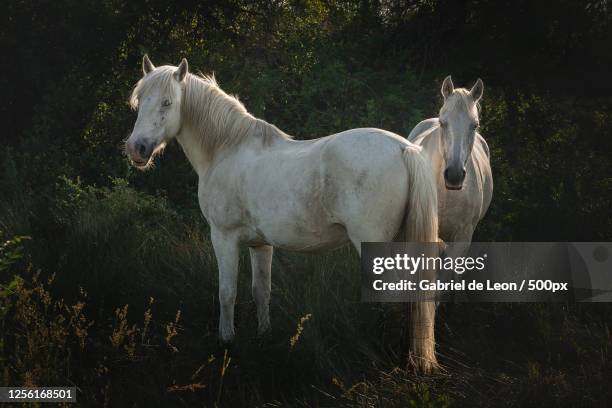 close-up of two horses (equus) - horse tail stock pictures, royalty-free photos & images