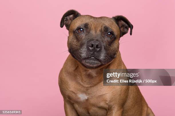 portrait of cute english stafford terrier - stafford terrier stock pictures, royalty-free photos & images