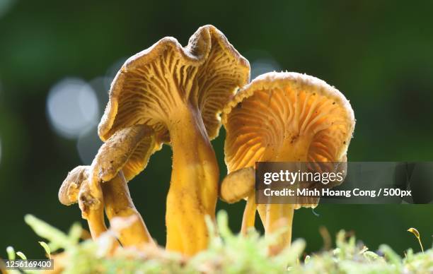 craterellus tubaeformis -edible mushroom - cantharellus cibarius stock pictures, royalty-free photos & images
