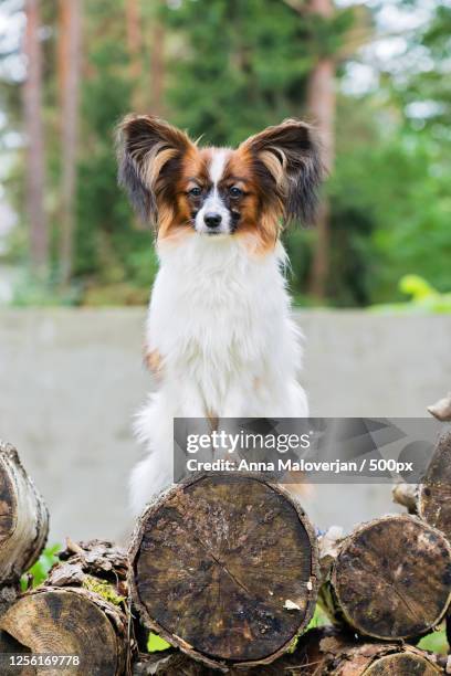 portrait of papillon puppy dog in garden - papillon stock-fotos und bilder