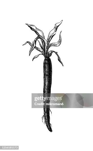 old engraved illustration of a scorzonera hispanica, black salsify or spanish salsify,  vegetable plants - scorzonera hispanica stock pictures, royalty-free photos & images