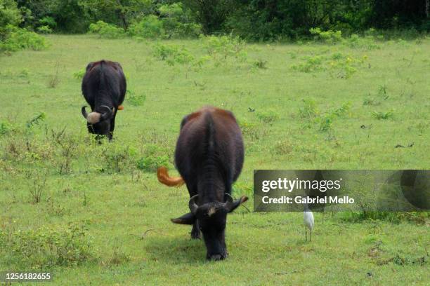 buffalos and a bird in sri lanka - bufalo indiano foto e immagini stock