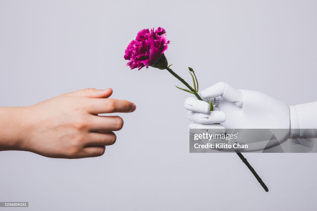 Human hand reaching for carnation flower in robotic hand